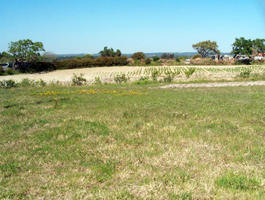 North field