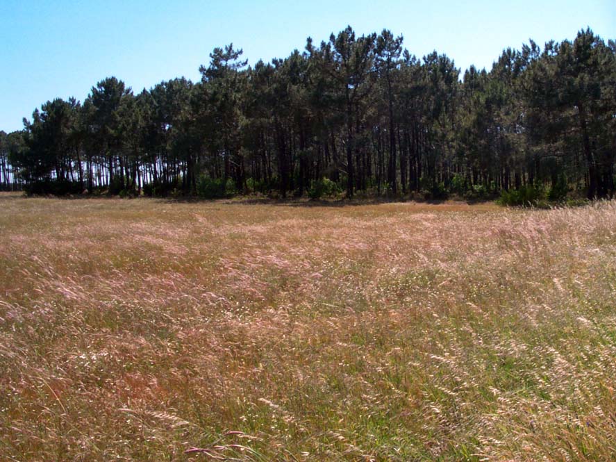 Pine forest