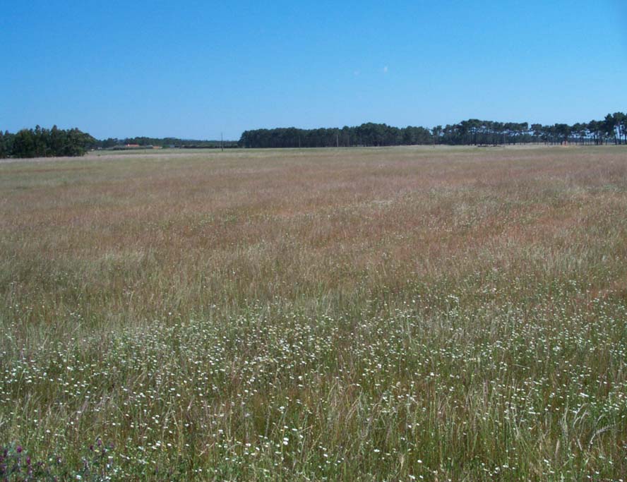 Wheat field