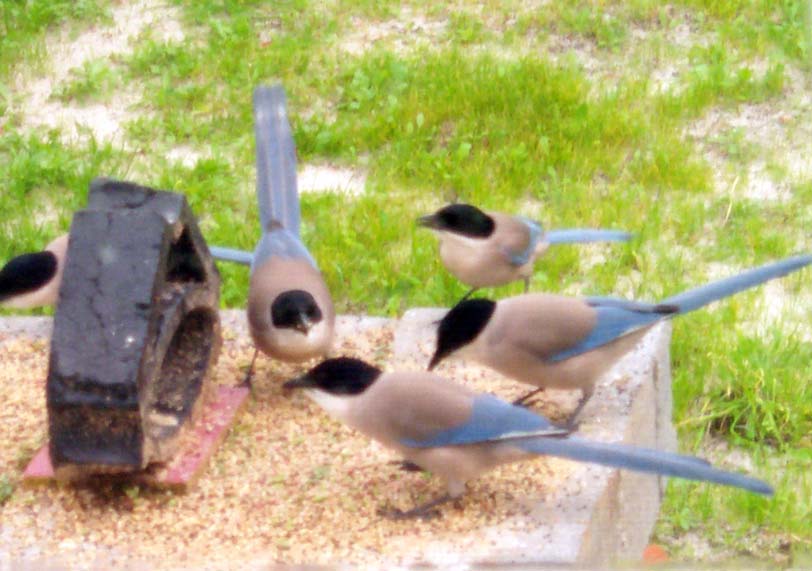 Azur winged Magpies Odeceixe, Portugal