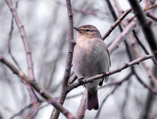 Chiffchaff photo by Andreas Trepte