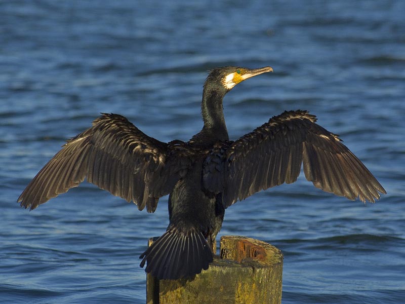 Cormorant photo by Sławomir Staszczuk