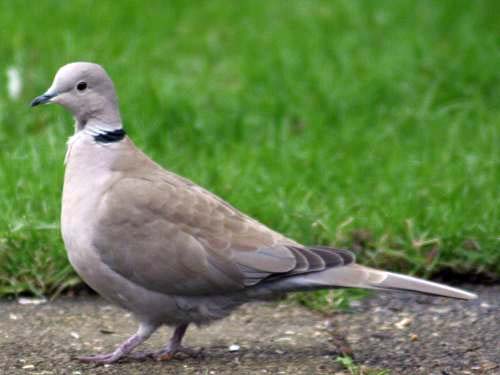 Eurasian collared dove by haha