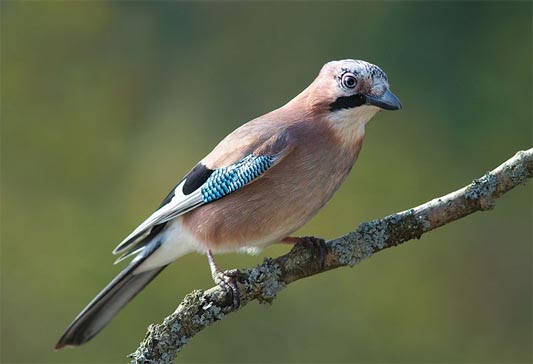 Eurasian jay photo by Luc Viatour www.lucnix.be 