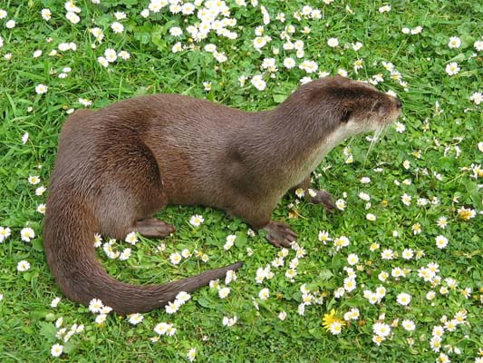 European Otter by Factumquintus