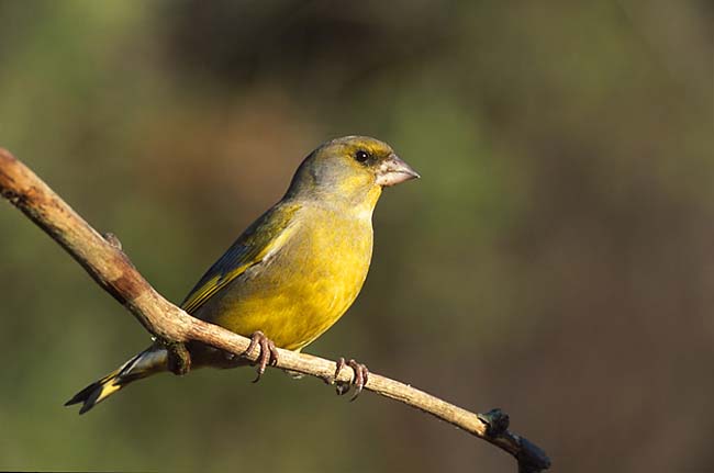 European greenfinch by Marek Szczepanek