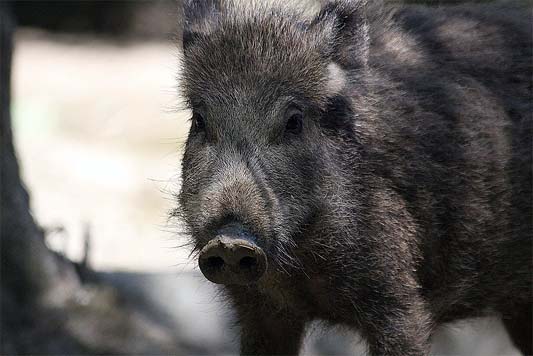 European wild boar by Richard Bartz