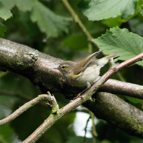 Leaf Warbler photo by Loz