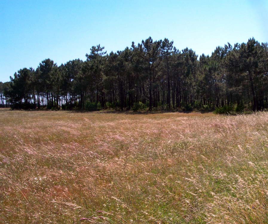 Aljezur quinta farmland