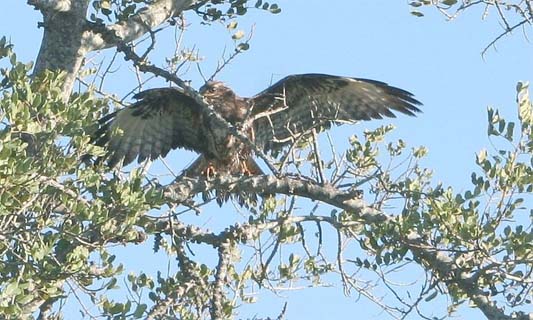 Red Kite by Luis nunes alberto