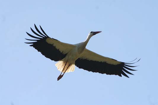 Stork