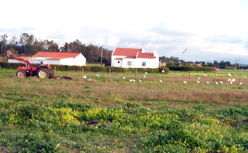 birds following tractor portugal