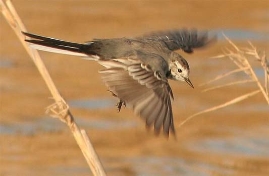 White wagtail by Luis Nunes Alberto