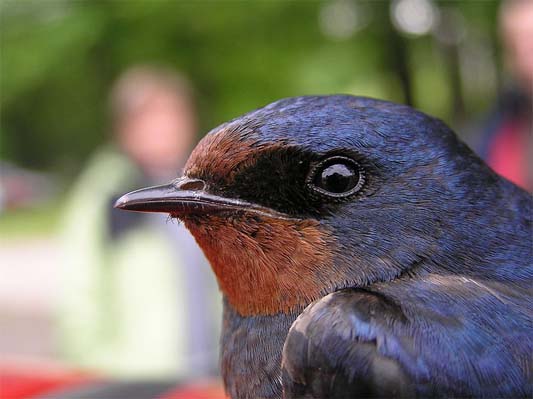 barn swallow by beentree