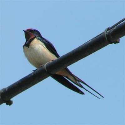 barn swallow by engineer111