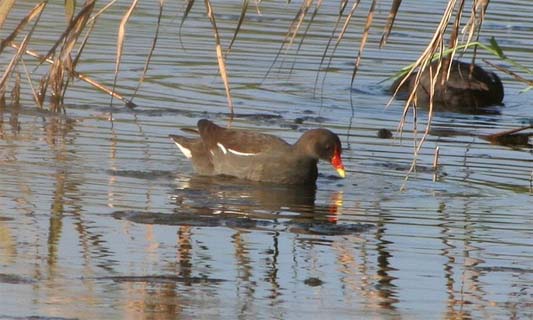 common moor hen by Luis Nunes Alberto