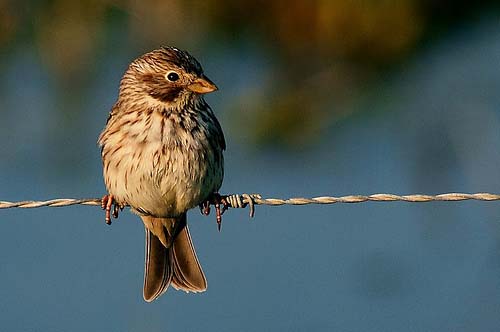 corn bunting by Raúl Baena Casado