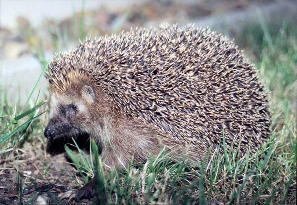 european hedgehog by Olaf1541