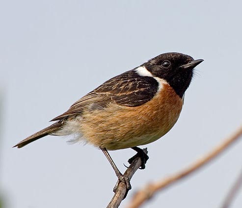 european stonechat photo by Myosotis Scorpioides