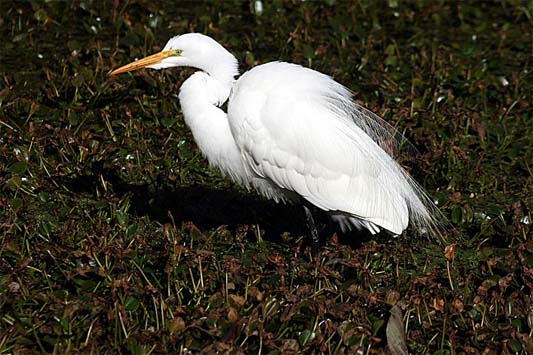 great egret by Mila Zinkova