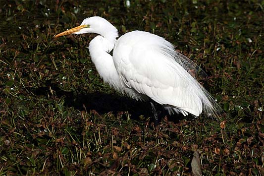 great egret by Mila Zinkova