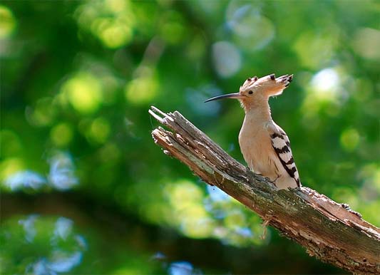 hoopoe by Luc Viatour www.lucnix