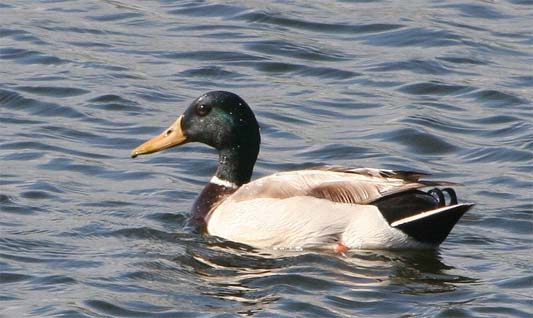 mallard duck by Luis nunes alberto 