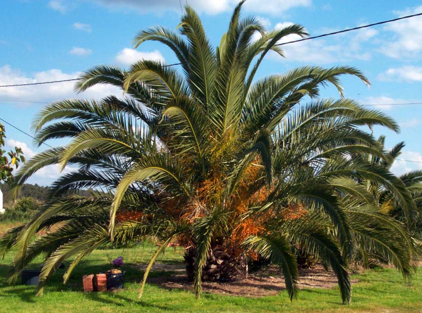 healthy canary date palm, algarve