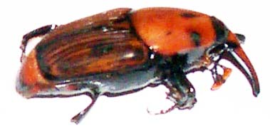 red palm weevil