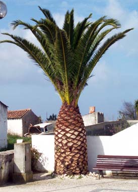 shuttlecock palm