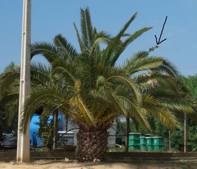 tree eaten by red palm weevil